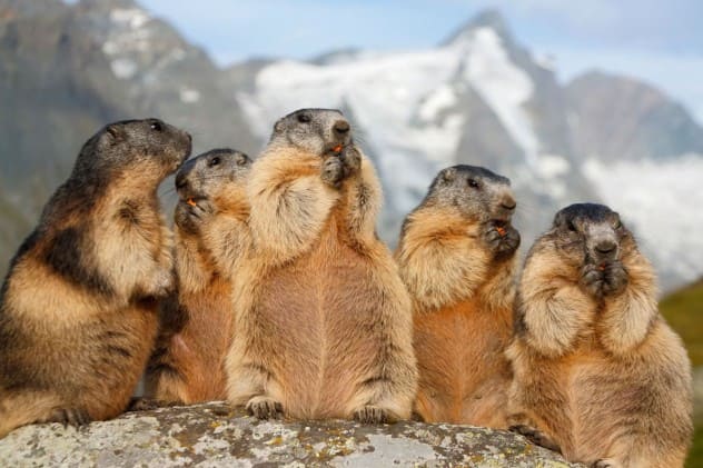 Murmeltiere im Wildpark Ferleiten &copy; GROSSGLOCKNER.AT